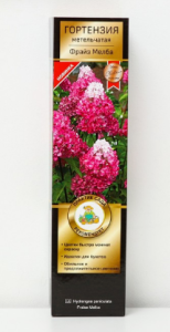 Корневище Гортензия метельчатая Фрайз Мелба цв кор Люкс 