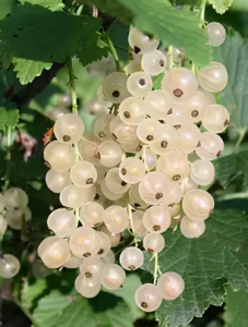 Саженец Смородина красная перспективные сорта Вика цв кор Люкс 