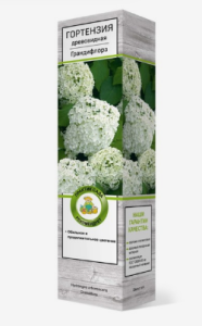 Корневище Гортензия древовидная Грандифлора цв Кор 