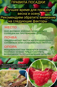 Саженец Малина земляничная тибетская цв кор 