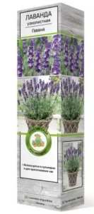 Лаванда узколистная Гавана цв кор