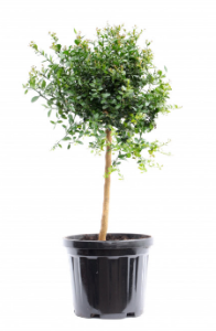 Саженец Цитрус Лайм Пальчиковый цв кор 