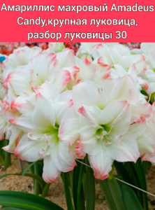 Луковицы Поиск Амариллис махровый Амадеус Кенди*/к