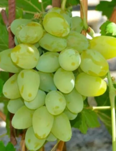 Виноград плодовый Монарх цв кор Ср ран