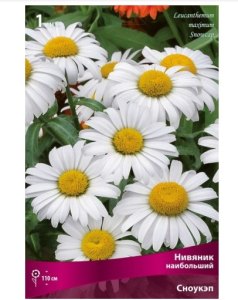 Корневище Поиск Нивяник наибольший Сноукэп/К