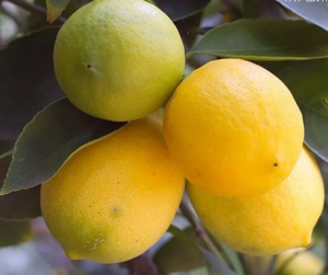 Саженец Цитрус Лимон Новогрузинский (Новоафонский) цв кор 