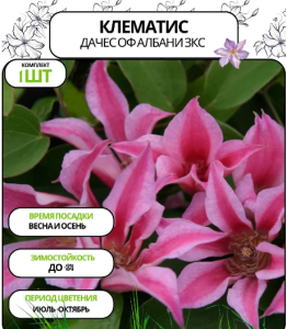 Корневище Клематис ботанический Дачес оф Албани цв кор 
