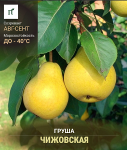 Саженец Груша Чижовская Ранний сорт пакет