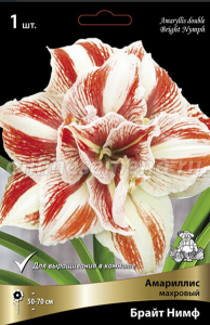 Луковицы Поиск Амариллис махровый Брайт Нимф*/К