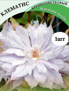 Корневище Клематис крупноцвет Жакмани Альба K 