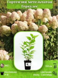 Корневище Гортензия метельчатая Геркулес цв кор Люкс 