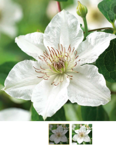 Корневище Клематис крупноцвет Дестини К 