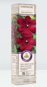 Корневище Клематис крупноцвет Вестерплатте К